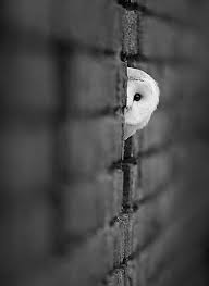 owl looking out