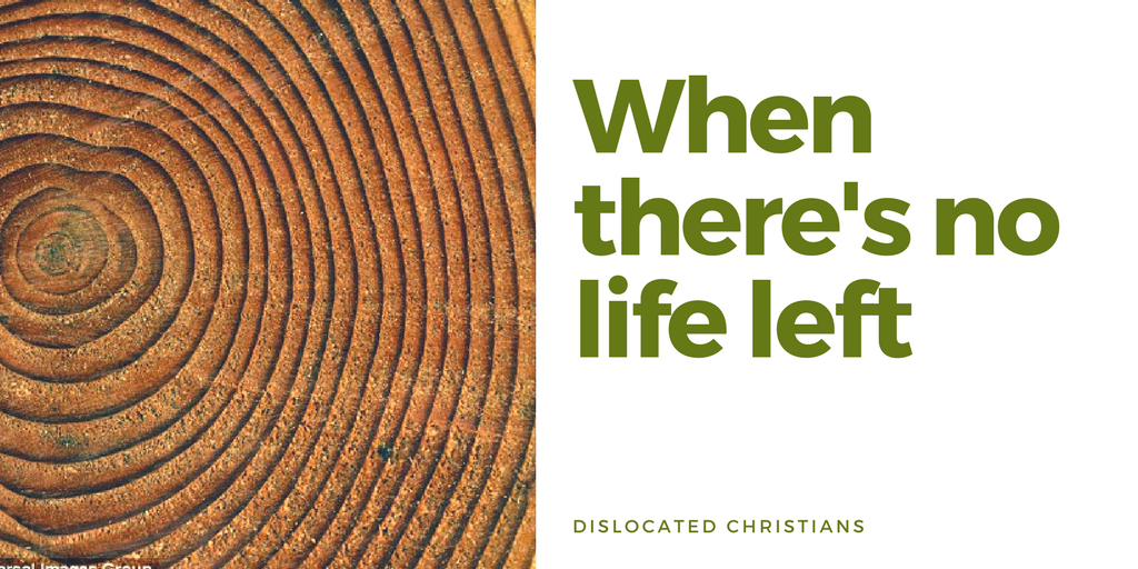 When there's no life left | Tree Rings | Romans 8:28 | Romans 8 | Hope and Purpose | Dislocated Christians