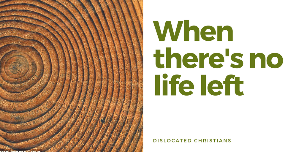 When there's no life left | Tree Rings | Romans 8:28 | Romans 8 | Hope and Purpose | Dislocated Christians