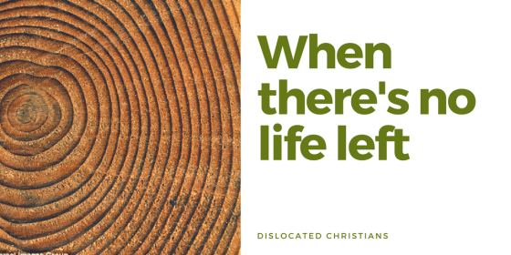 When there's no life left | Tree Rings | Romans 8:28 | Romans 8 | Hope and Purpose | Dislocated Christians