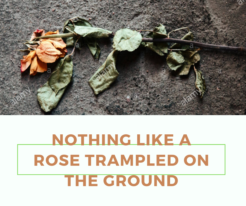 Nothing like a rose trampled on the ground Bible