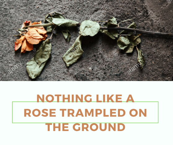 Nothing like a rose trampled on the ground Bible